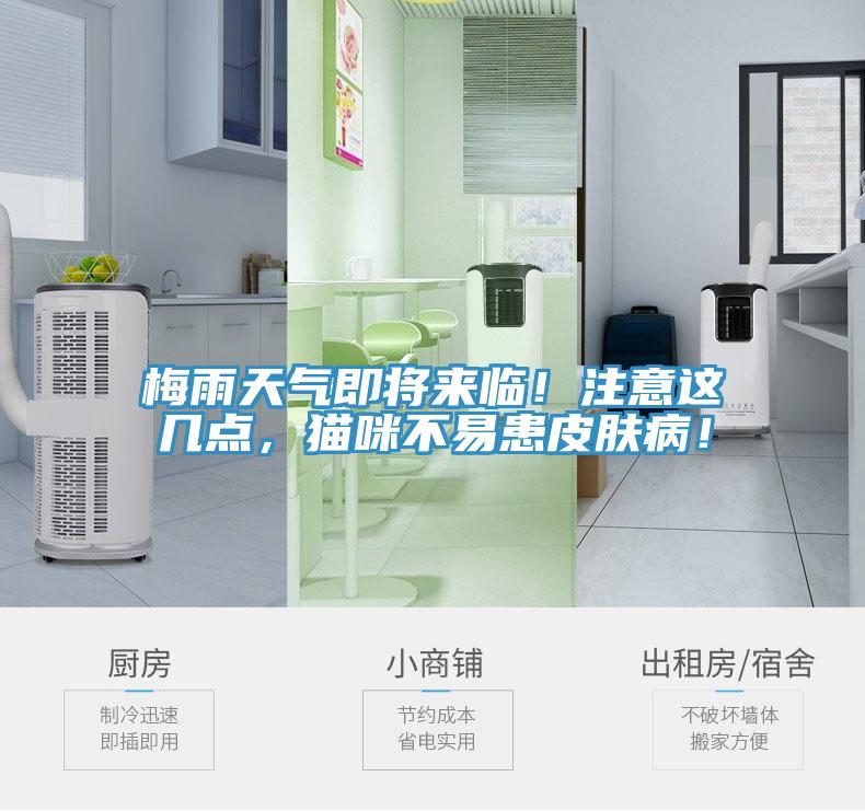 梅雨天气即将来临！注意这几点，猫咪不易患皮肤病！