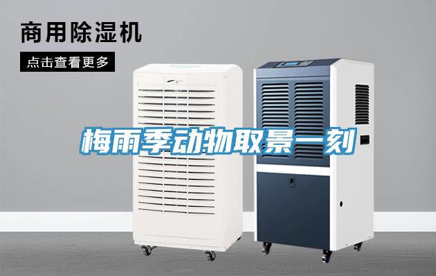 梅雨季动物取景一刻