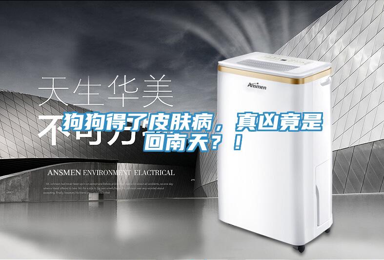 狗狗得了皮肤病，真凶竟是回南天？！