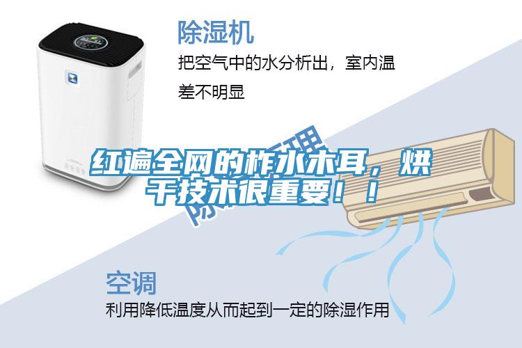 红遍全网的柞水木耳，烘干技术很重要！！