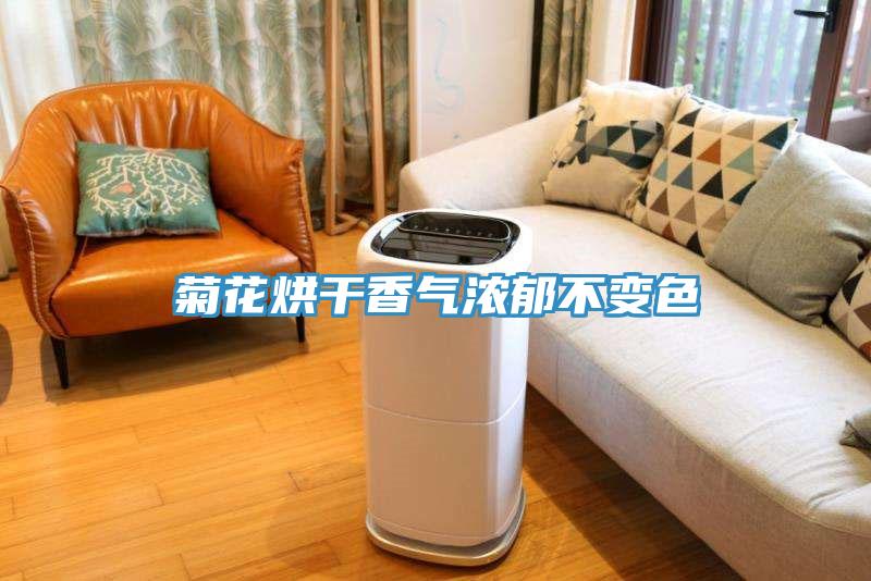 菊花烘干香气浓郁不变色