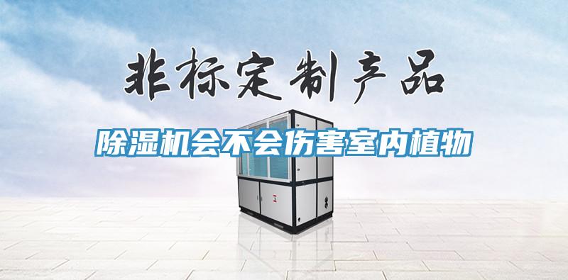 除湿机会不会伤害室内植物