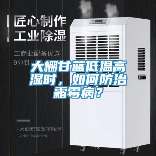 大棚甘蓝低温高湿时，如何防治霜霉病？