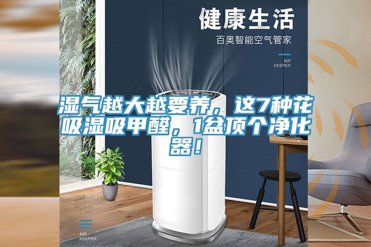 湿气越大越要养,这7种花吸湿吸甲醛,1盆顶个净化器!