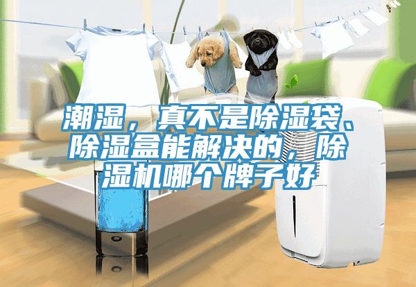 潮湿，真不是除湿袋、除湿盒能解决的，除湿机哪个牌子好