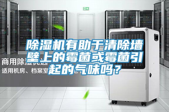 除湿机有助于清除墙壁上的霉菌或霉菌引起的气味吗？