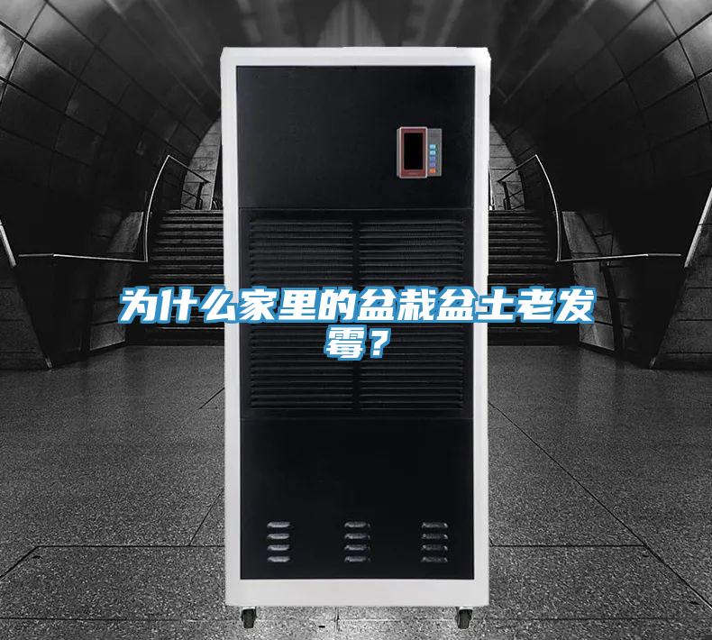 为什么家里的盆栽盆土老发霉？